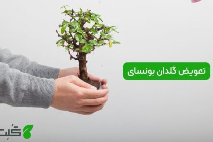 تعویض گلدان بونسای