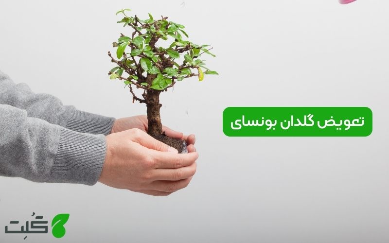 تعویض گلدان بونسای