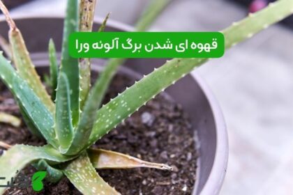 قهوه ای شدن برگ آلوئه ورا