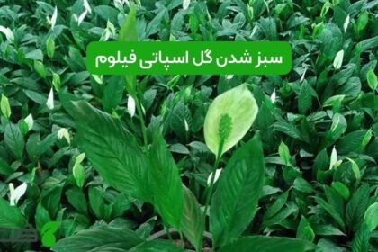 سبز شدن گل اسپاتی فیلوم