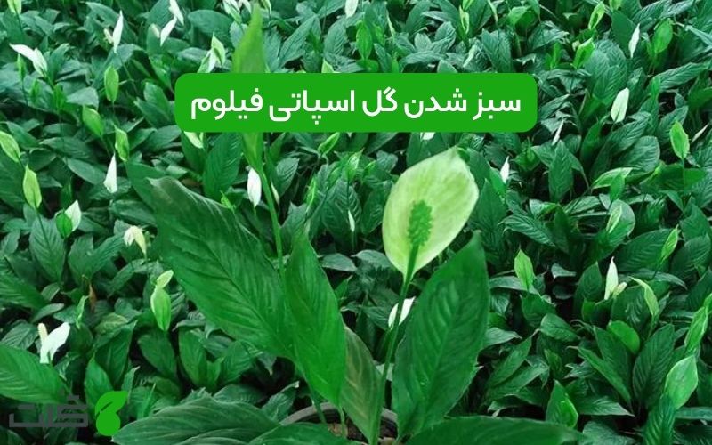 سبز شدن گل اسپاتی فیلوم