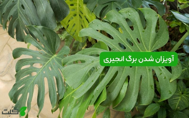 آویزان شدن برگ انجیری