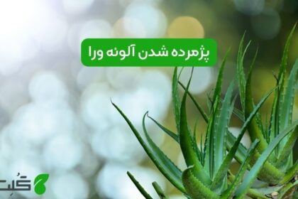 پژمرده شدن آلوئه ورا