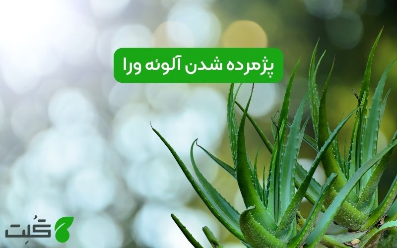 پژمرده شدن آلوئه ورا