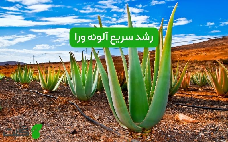 رشد سریع آلوئه ورا