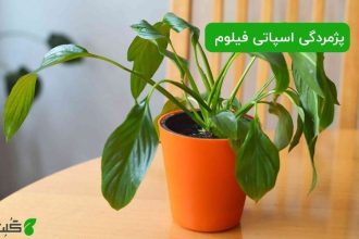 پژمردگی اسپاتی فیلوم