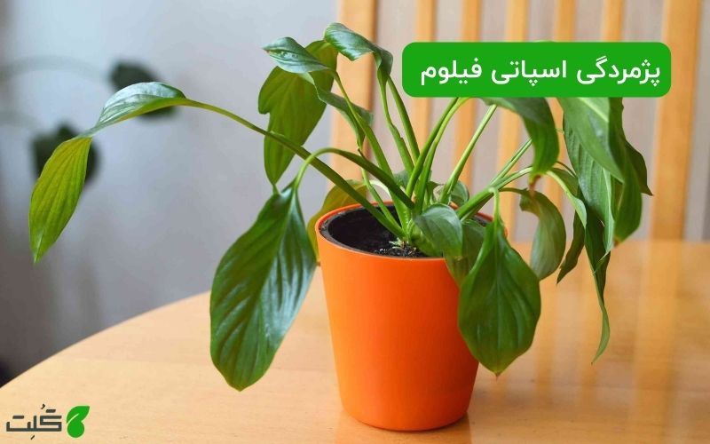 پژمردگی اسپاتی فیلوم