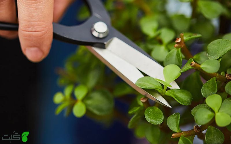 تکثیر بونسای از طریق برگ