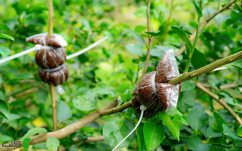 تکثیر بونسای با روش خوابانیدن هوایی
