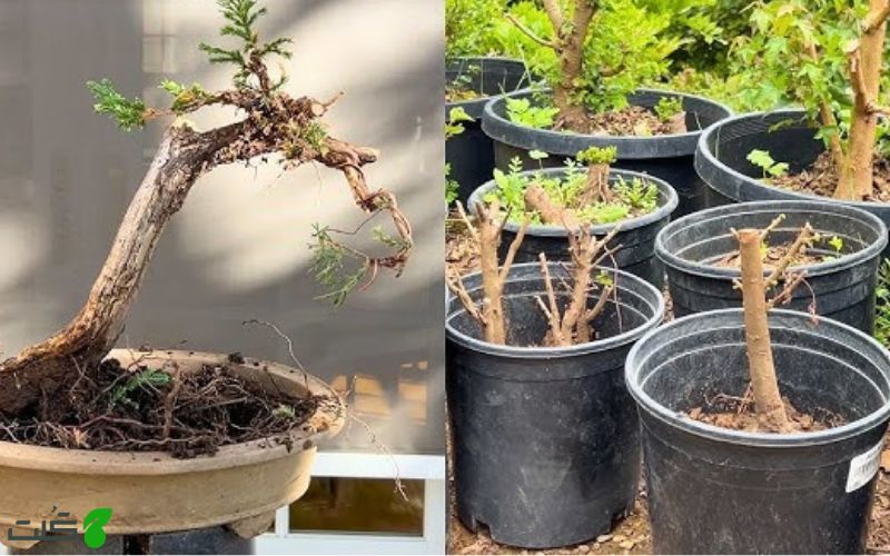 تکثیر بونسای با گلدان