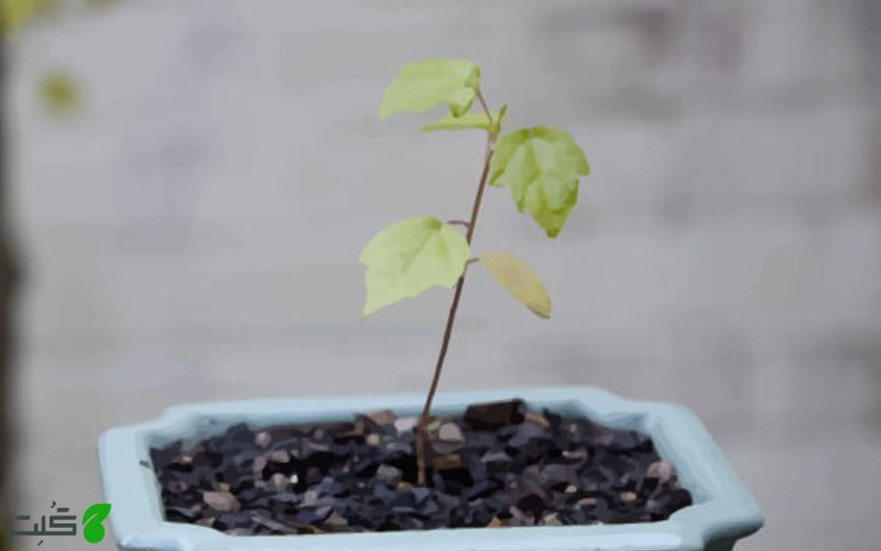 مراحل تکثیر بونسای با بذر
