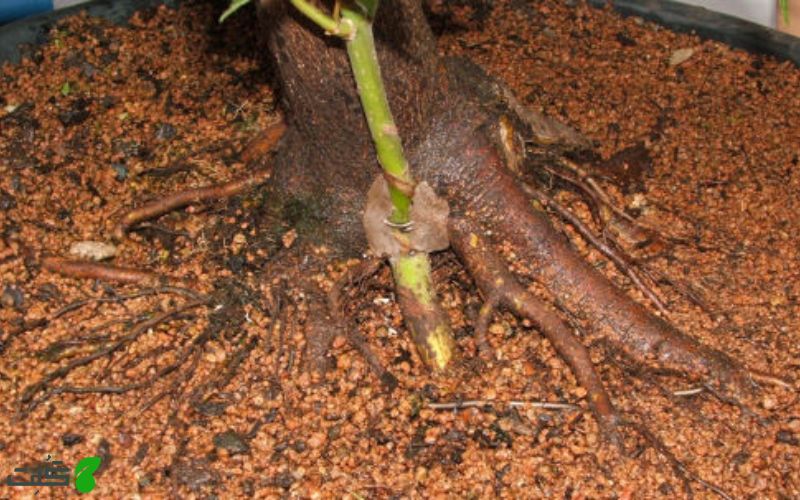 مراحل تکثیر بونسای با روش پیوند