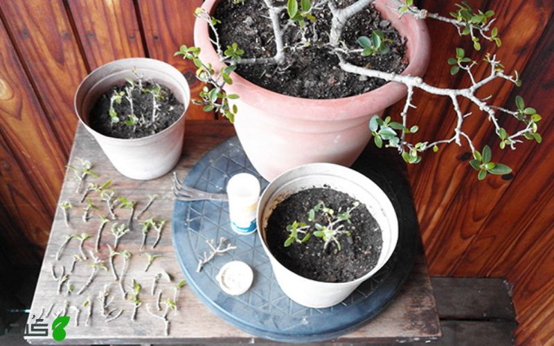 نحوه تکثیر بونسای با قلمه