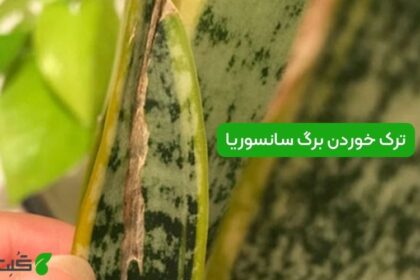 دلایل ترک خوردن برگ‌ سانسوریا و رفع آنها