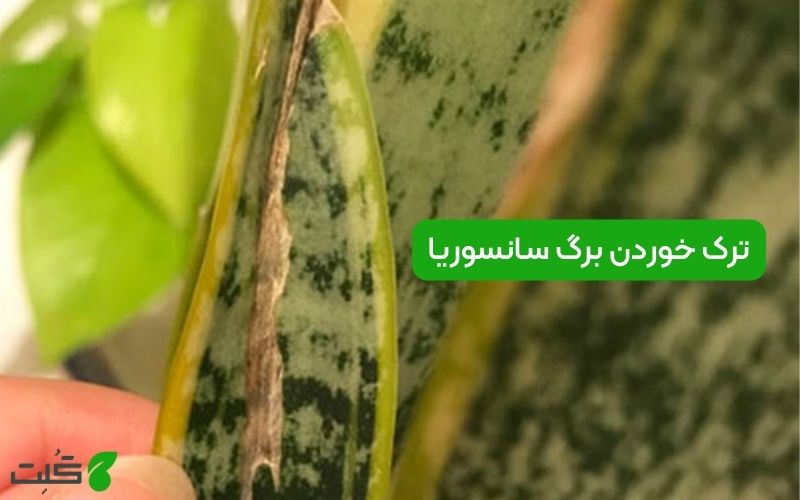 دلایل ترک خوردن برگ‌ سانسوریا و رفع آنها