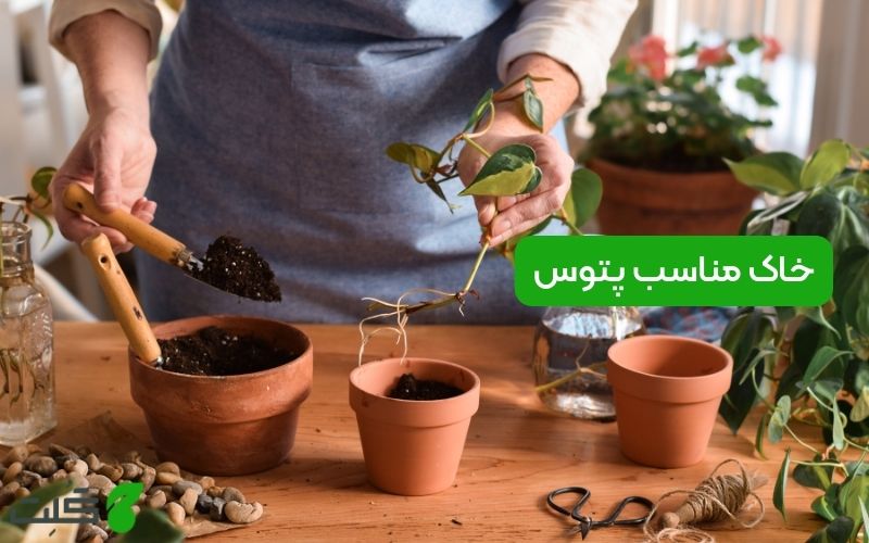 خاک مناسب پتوس