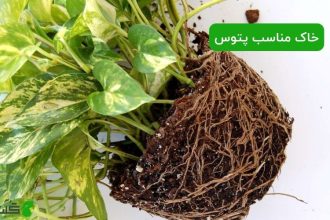 خاک مناسب پتوس
