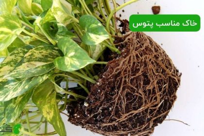 خاک مناسب پتوس
