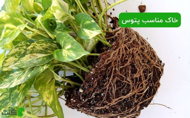 خاک مناسب پتوس