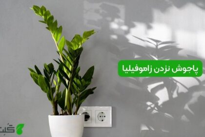 پاجوش نزدن زاموفیلیا