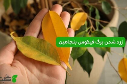 زرد شدن برگ فیکوس بنجامین