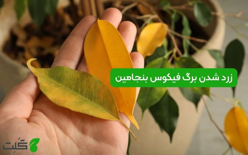 زرد شدن برگ فیکوس بنجامین