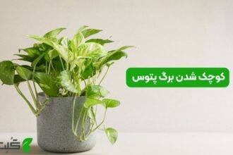 کوچک شدن برگ پتوس