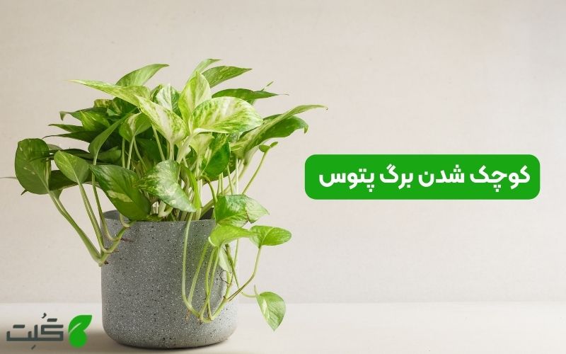 کوچک شدن برگ پتوس