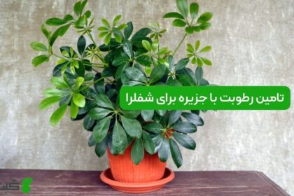 آموزش تامین رطوبت با جزیره برای شفلرا