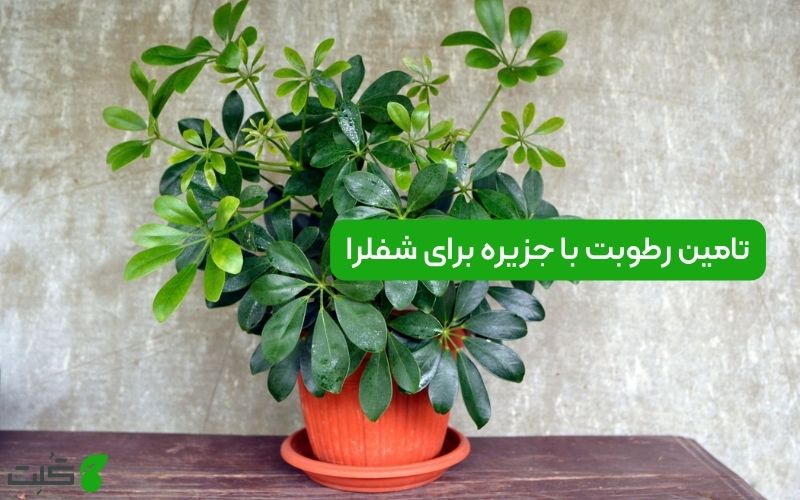 آموزش تامین رطوبت با جزیره برای شفلرا