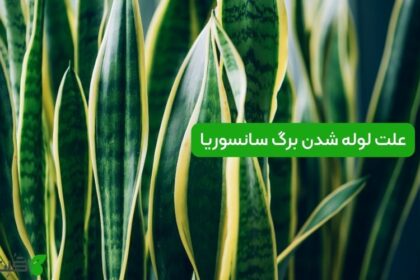 علت لوله شدن برگ سانسوریا