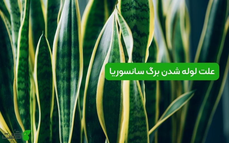 علت لوله شدن برگ سانسوریا