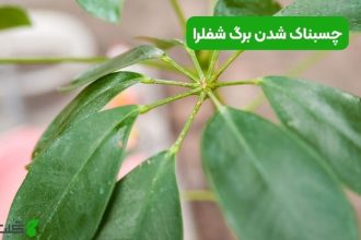 چسبناک شدن برگ شفلرا