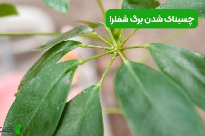 چسبناک شدن برگ شفلرا