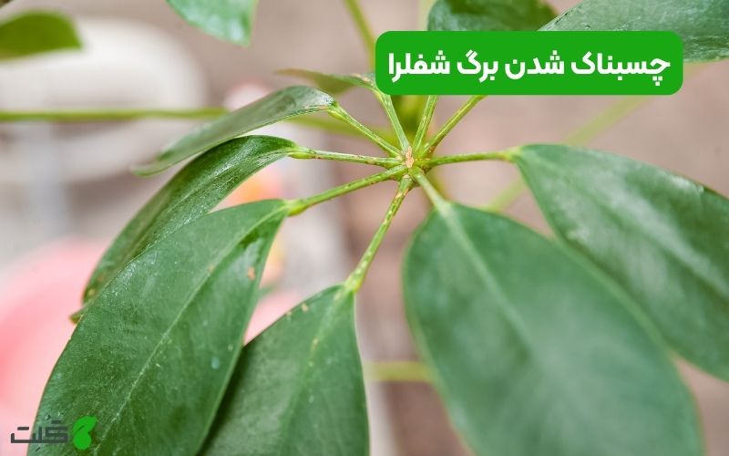 چسبناک شدن برگ شفلرا