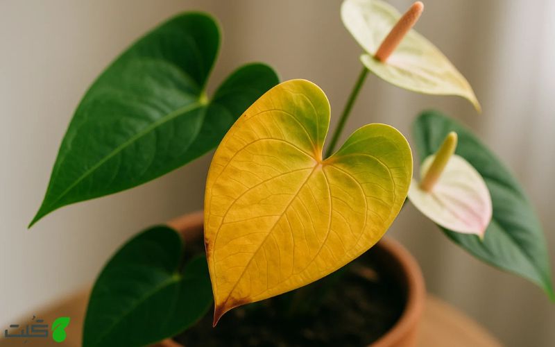 احیای گل آنتوریوم