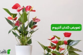 تعویض گلدان آنتریوم