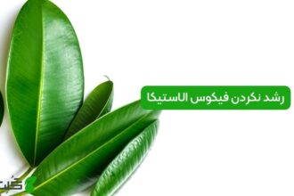 رشد نکردن فیکوس الاستیکا