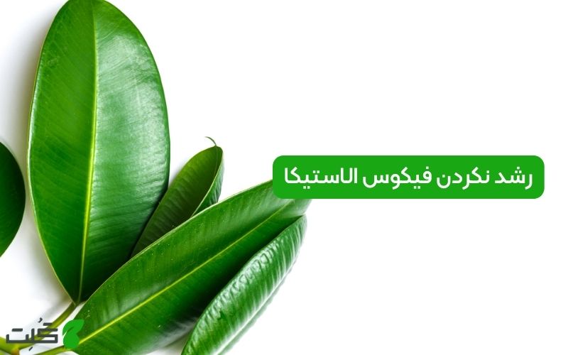 رشد نکردن فیکوس الاستیکا