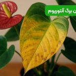 زرد شدن برگ آنتوریوم