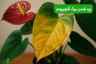 زرد شدن برگ آنتوریوم