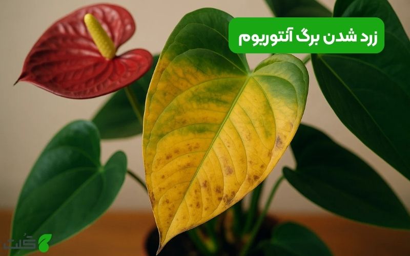 رفع زرد شدن برگ آنتوریوم + بررسی عوامل