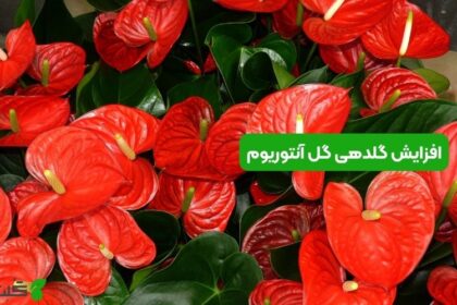 افزایش گلدهی گل آنتوریوم