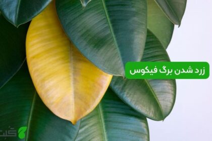 زرد شدن برگ فیکوس