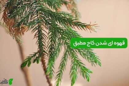 قهوه ای شدن کاج مطبق