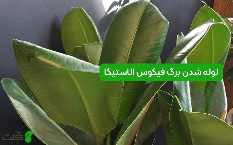 لوله شدن برگ فیکوس الاستیکا