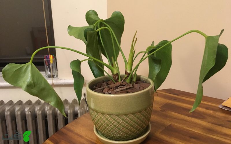 پژمردگی آنتوریوم