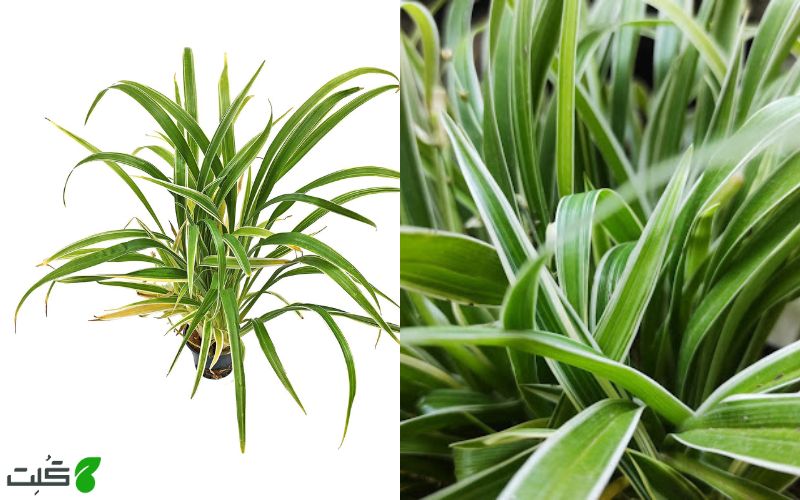 گل گندمی بیچتی bichetii spider plant  