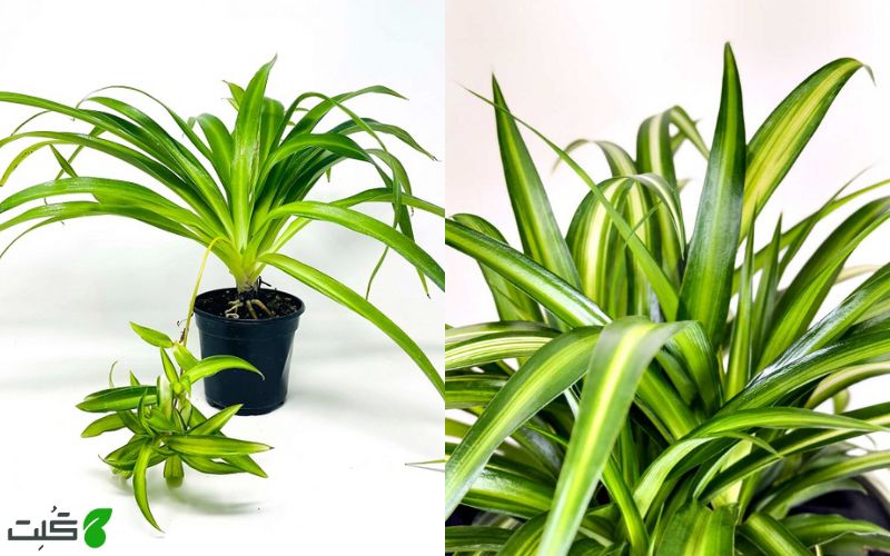 گل گندمی هاوایی Hawaiian spider plant