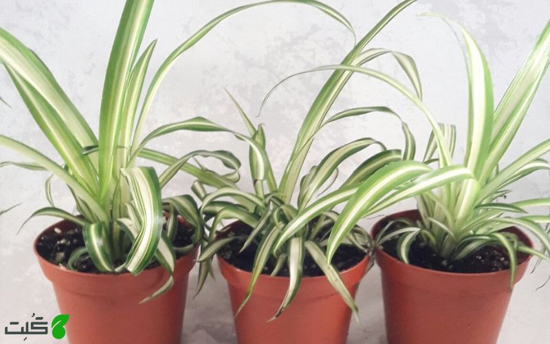 گیاه گندمی اقیانوسی ocean spider plant